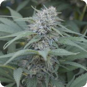 Black Domina 98 x ErdPurt Feminised Seeds Black Domina 98 x ErdPurt Feminised Seeds