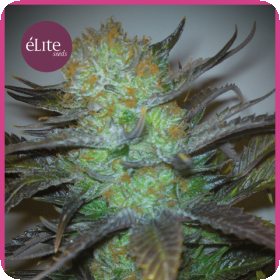Black Hole Feminised Seeds Black Hole Feminised Seeds