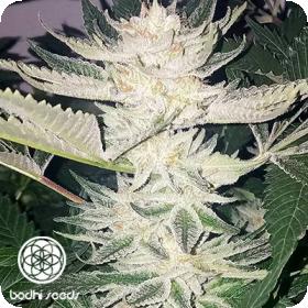 Black Raspberry Regular Seeds Black Raspberry Regular Seeds
