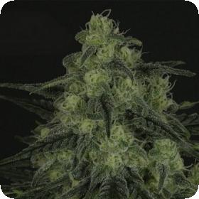 Black Valley Feminised Seeds