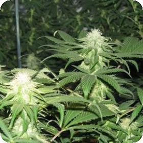 Blackberry Feminised Seeds Blackberry Feminised Seeds