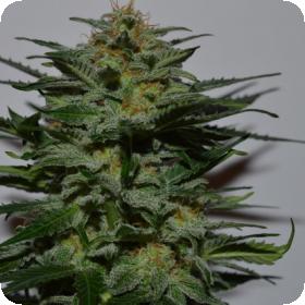 BlackBerry AUTO Feminised Seeds
