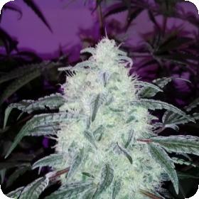 Blackberry Dream Feminised Seeds Blackberry Dream Feminised Seeds
