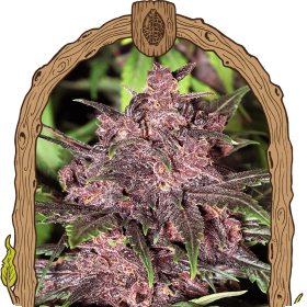 Blackhaze Auto Jpg