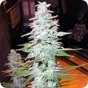 Black Widow Regular Seeds