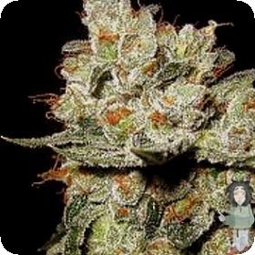 OG's Kush Feminised Seeds OG's Kush Feminised Seeds