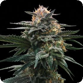 Blood Orange Sorbet Feminised Cannabis Seeds Sorbet Collection Dna Genetics 0