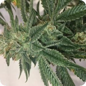 Blotto OGK FEMINISED Seeds