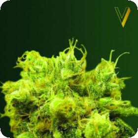 Blow Dream Feminised Seeds