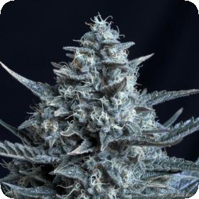 Blubonik Feminised Seeds Blubonik Feminised Seeds