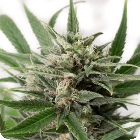 Blue Amnesia XXL Auto Feminised Seeds