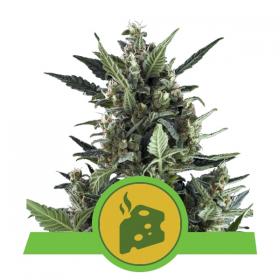Blue Cheese Automaticc