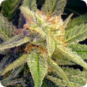 Blue Mystic Feminised Seeds