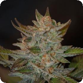Blue OG Feminised Seeds Blue OG Feminised Seeds