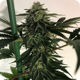 Blue Og Sherbet Jpg