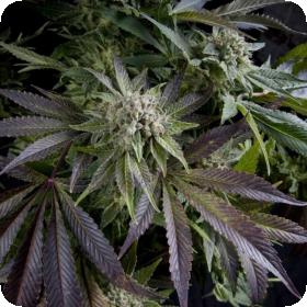 Blue Pyramid 1 0