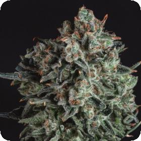 Blue Cheese x SCBDX Feminised Seeds
