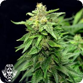 Blue Cindy Feminised Seeds Blue Cindy Feminised Seeds