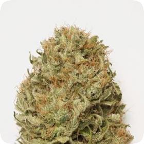 Blue Dream AUTO Feminised Seeds Blue Dream AUTO Feminised Seeds
