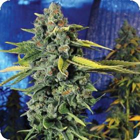 Blue Dream Haze Feminised Seeds Blue Dream Haze Feminised Seeds