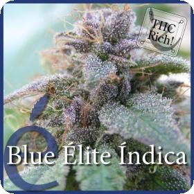 Blue Elite Indica Feminised Seeds Blue Elite Indica Feminised Seeds