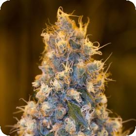 Blue Fire Feminised Seeds Blue Fire Feminised Seeds