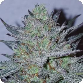 Blue Fire Feminised Seeds Blue Fire Feminised Seeds