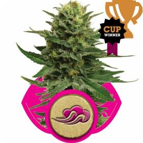 Blue Mystic Feminised Seeds Blue Mystic Feminised Seeds
