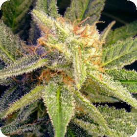 Blue Mystic Regular Seeds Blue Mystic Regular Seeds