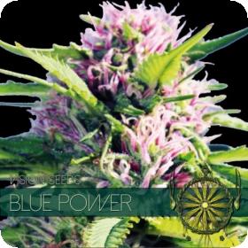 Blue Power Feminised Seeds Blue Power Feminised Seeds