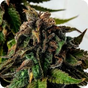 Blue Strawberries Feminised Seeds Blue Strawberries Feminised Seeds