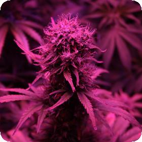 Blueberry Auto Feminised Cannabis Seeds