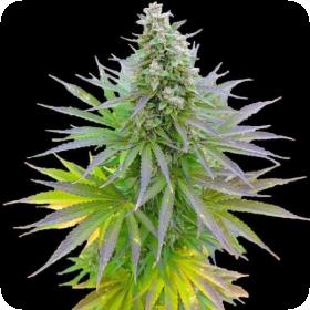 Blueberry Gum Feminised Seeds Blueberry Gum Feminised Seeds