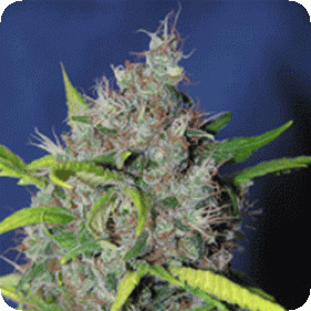 Blueberry Bud FEMINISED Seeds