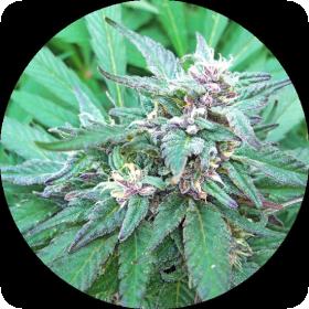 Blueberry Crystal Regular Seeds