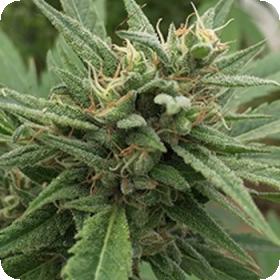 Blueberry Headband Auto Feminised Seeds Blueberry Headband Auto Feminised Seeds