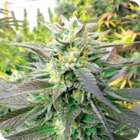 Blueberry  Headband  Cbd  Regular  Cannabis  Seeds  Emerald  Triangle 0