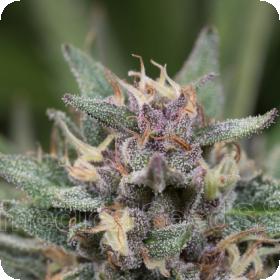 Bluehell Auto Feminised Seeds Bluehell Auto Feminised Seeds