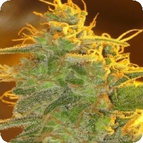 Love Triangle Regular Seeds