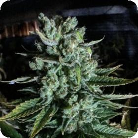 Boom Boom Regular Seeds Boom Boom Regular Seeds