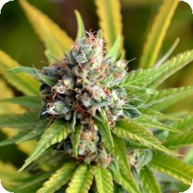 Borgota Breeze Regular Seeds Borgota Breeze Regular Seeds