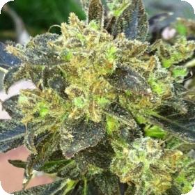 Boss Hogg Feminised Seeds Boss Hogg Feminised Seeds