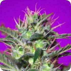 Botafumeiros Feminised Seeds Botafumeiros Feminised Seeds