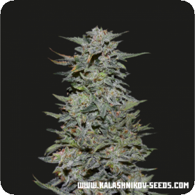 Boy Scout Cookies Feminised Seeds Boy Scout Cookies Feminised Seeds