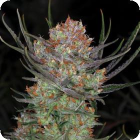 Brian Berry Cough Regular Seeds