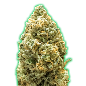 Bruce Banner Auto Monster