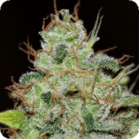 Bruce Banger Feminised Seeds