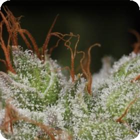 Bruce Banner BX 2.0 Regular Seeds