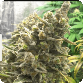 Bruce Banner OG Regular Seeds Bruce Banner OG Regular Seeds