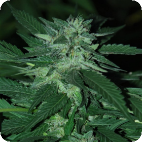 Bubba Delight Regular Seeds Bubba Delight Regular Seeds